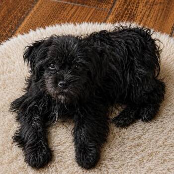 Javier 26-08-060 -  Shih Tzu and Mixed Breed Dog for Adoption in Bastrop, Texas - Javier 26-08-060 | PetCurious