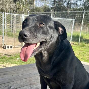 Labrador Retriever Dogs Available for Adoption - Apple | PetCurious