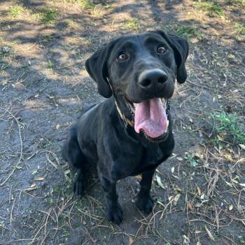 Drake -  Labrador Retriever Dog for Adoption in Lindon, Utah - Drake | PetCurious