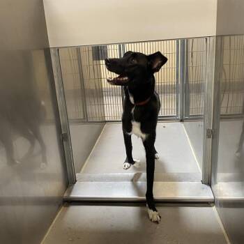 SYRUS -  German Shepherd Dog and Border Collie Dog for Adoption in Modesto, California - SYRUS | PetCurious