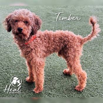 Timber -  Miniature Poodle Dog for Adoption in Youngwood, Pennsylvania - Timber | PetCurious