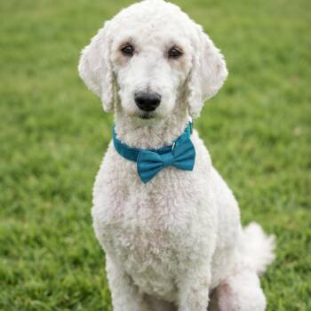 Rudolph -  Standard Poodle Dog for Adoption in Las Vegas, Nevada - Rudolph | PetCurious