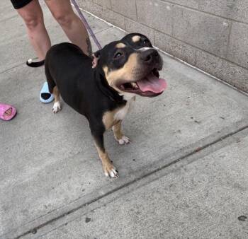 Sassy -  Mixed Breed Dog for Adoption in New York, New York - Sassy | PetCurious