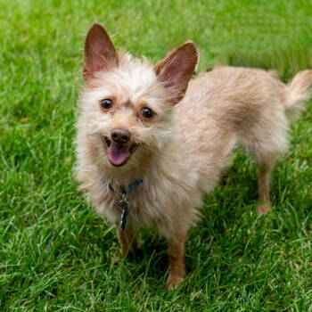Rescue Chihuahua and Maltese Dogs for Adoption - Hairy | PetCurious