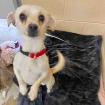 Rescue Chihuahua Dogs for Adoption in Buellton, California - Toasty | PetCurious