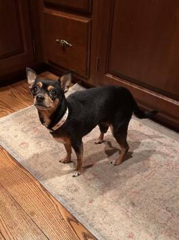 Solar -  Chihuahua Dog for Adoption in Pottstown, Pennsylvania - Solar | PetCurious
