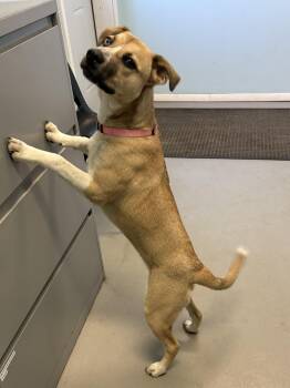 Scout -  Mixed Breed Dog for Adoption in Big Rapids, Michigan - Scout | PetCurious