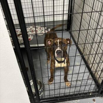 Terrier Dogs Available for Adoption in St. Louis, Missouri - Belzora | PetCurious