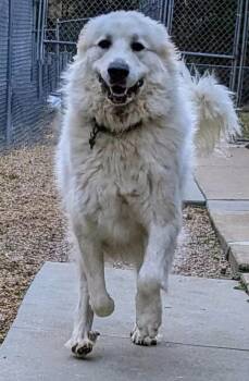 Quinn -  Great Pyrenees Dog for Adoption in Richmond, Virginia - Quinn | PetCurious