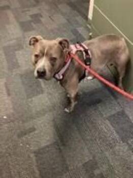 Scarlet (actual) -  Mixed Breed Dog for Adoption in Cincinnati, Ohio - Scarlet (actual) | PetCurious