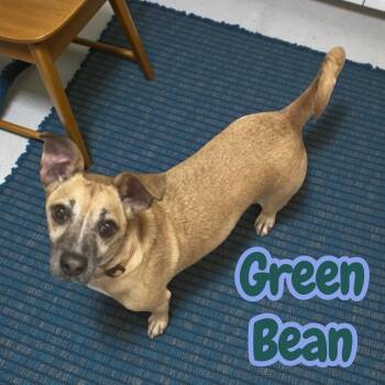 Terrier and Dachshund Dogs Available for Adoption - Green Bean | PetCurious