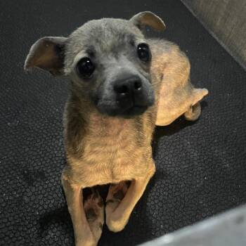 Chihuahua Dogs Available for Adoption - BONNABEL | PetCurious