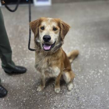Golden Retriever and Mixed Breed Dogs Available for Adoption in Incline Village, Nevada - Roe | PetCurious