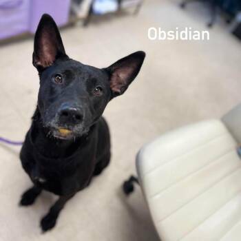 Obsidian -  Shepherd and Mixed Breed Dog for Adoption in Jacksboro, Tennessee - Obsidian | PetCurious