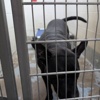 Pit Bull Terrier Dogs Available for Adoption in Ravenna, Ohio - 190395 LOOKING FOR OWNER | PetCurious