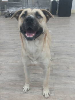 Rescue Husky Dogs for Adoption in Winton, North Carolina - Jacoby *Available Soon* | PetCurious