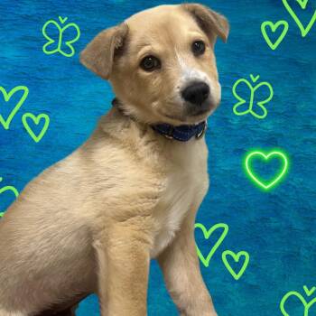 Labrador Retriever and Cattle Dog Dogs Available for Adoption - Ramekin | PetCurious