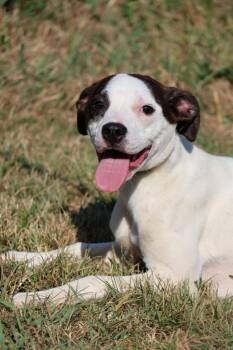 Candy -  Mixed Breed Dog for Adoption in Columbia, Tennessee - Candy | PetCurious