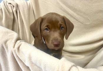 Labrador Retriever Dogs Available for Adoption in Decorah, Iowa - Sugar | PetCurious