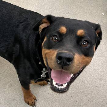 Shy Shire -  Rottweiler Dog for Adoption in Lynchburg, Virginia - Shy Shire | PetCurious