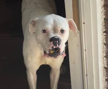 Chef Boyardee -  Mixed Breed Dog for Adoption in Cincinnati, Ohio - Chef Boyardee | PetCurious