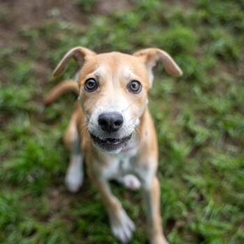 Jenny -  Terrier and Labrador Retriever Dog for Adoption in Pawling, New York - Jenny | PetCurious