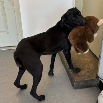 Great Dane and Mixed Breed Dogs Available for Adoption - Lady Bird | PetCurious