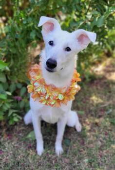 Sosha -  Siberian Husky and German Shepherd Dog Dog for Adoption in Vernon, Texas - Sosha | PetCurious