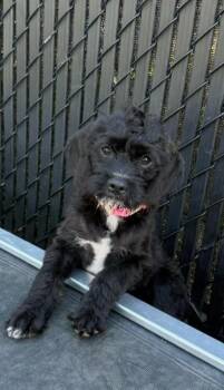 Janet -  Labradoodle and Pug Dog for Adoption in San Diego, California - Janet | PetCurious