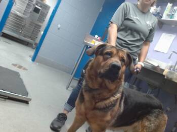 Rescue Rottweiler and Mixed Breed Dogs for Adoption in Albuquerque, New Mexico - ROCKO | PetCurious