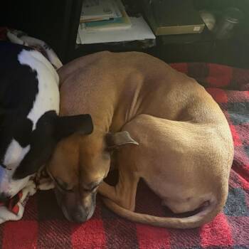 Misha -  Mixed Breed Dog for Adoption in Columbia, Missouri - Misha | PetCurious