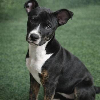 Mixed Breed Dogs Available for Adoption - POSIE | PetCurious