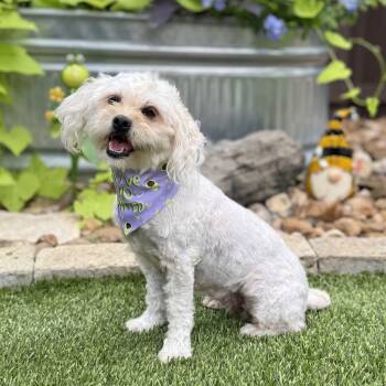 Luna -  Shih Tzu and Maltese Dog for Adoption in Fairfield, Connecticut - Luna | PetCurious
