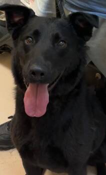 RUTHIE -  Retriever and Shepherd Dog for Adoption in Elizabethton, Tennessee - RUTHIE | PetCurious