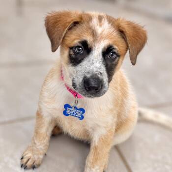 Rissa -  Cattle Dog and Mixed Breed Dog for Adoption in Boerne, Texas - Rissa | PetCurious