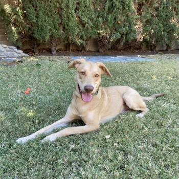 Donut -  Weimaraner and Pit Bull Terrier Dog for Adoption in San Diego, California - Donut | PetCurious
