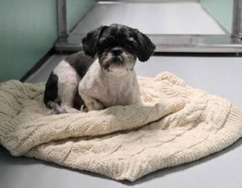 Niko -  Shih Tzu Dog for Adoption in Portland, Maine - Niko | PetCurious