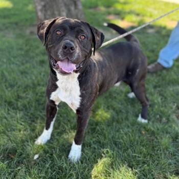 MAJOR -  Pit Bull Terrier Dog for Adoption in Modesto, California - MAJOR | PetCurious