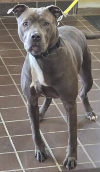 Mixed Breed Dogs Available for Adoption in Olean, New York - Marceea | PetCurious