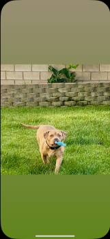 Rescue Pit Bull Terrier Dogs for Adoption in Hayward, California - Indie | PetCurious