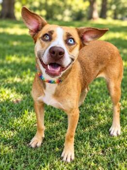Roxy Jane -  Terrier and Mixed Breed Dog for Adoption in Cumberland, Maryland - Roxy Jane | PetCurious