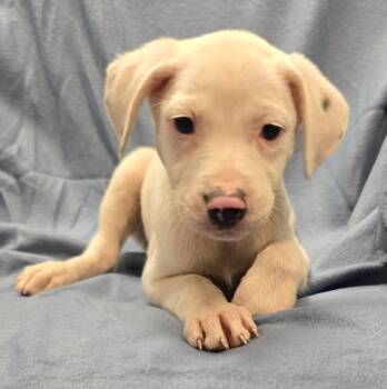 Hermione -  Terrier and Mixed Breed Dog for Adoption in Murphysboro, Illinois - Hermione | PetCurious