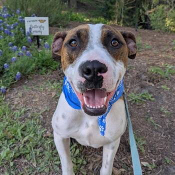 Luther -  American Staffordshire Terrier Dog for Adoption in Martinez, California - Luther | PetCurious