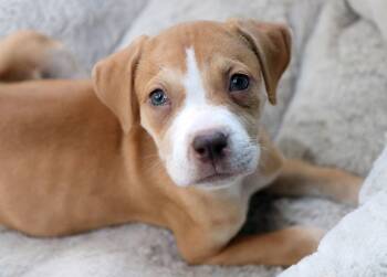 Denali -  Labrador Retriever and Boxer Dog for Adoption in Kansas City, Missouri - Denali | PetCurious