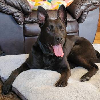 Roger -  German Shepherd Dog Dog for Adoption in Calgary, Alberta - Roger | PetCurious