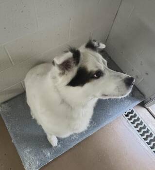 Puzzle -  Australian Shepherd Dog for Adoption in Washington, District Of Columbia - Puzzle | PetCurious