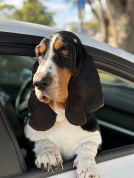 Blue -  Basset Hound Dog for Adoption in Auburndale, Florida - Blue | PetCurious