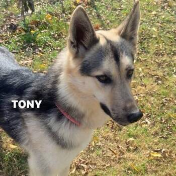 German Shepherd Dog Dogs Available for Adoption - Tony | PetCurious