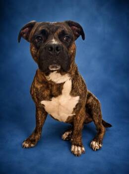 DODGER -  Pit Bull Terrier and Mixed Breed Dog for Adoption in Westminster, Maryland - DODGER | PetCurious