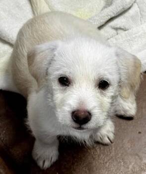 Marley -  Mixed Breed Dog for Adoption in Stanwood, Washington - Marley | PetCurious